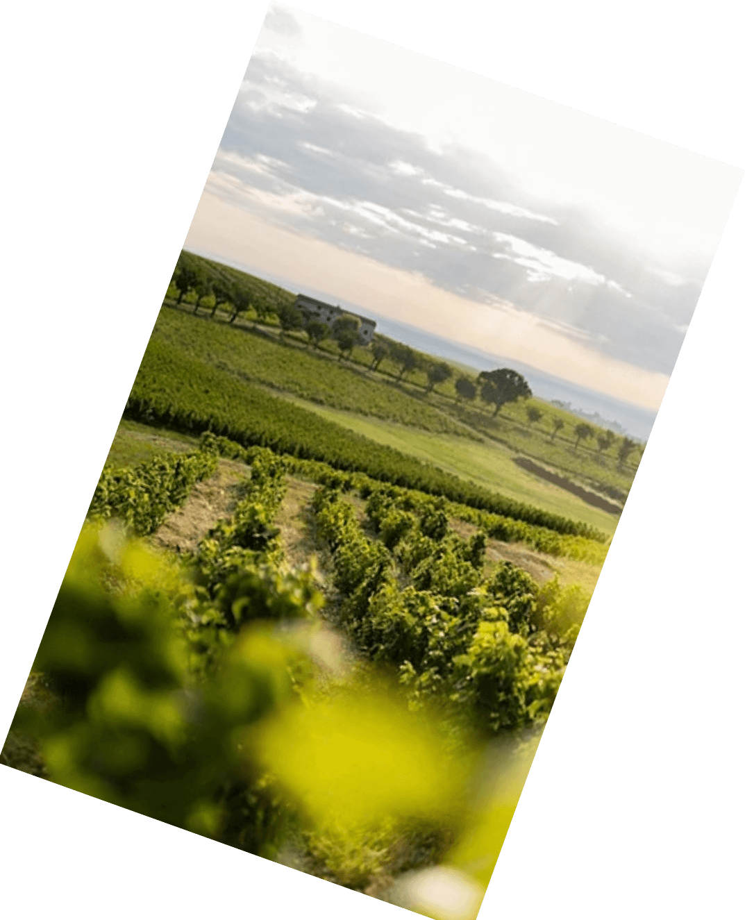 Vinification